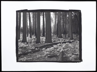 Forest for the Trees  - Platinum Palladium Print with an 8x10 film negative