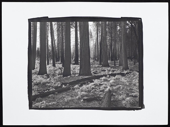 Forest for the Trees  - Platinum Palladium Print with an 8x10 film negative