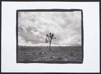 Lone Joshua Tree - Platinum Palladium Print with an 8x10 film negative