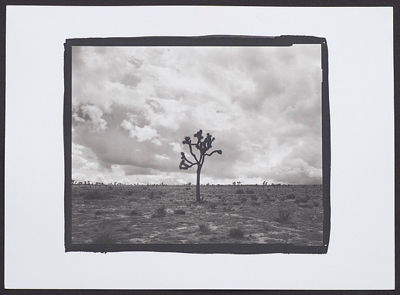 Lone Joshua Tree - Platinum Palladium Print with an 8x10 film negative
