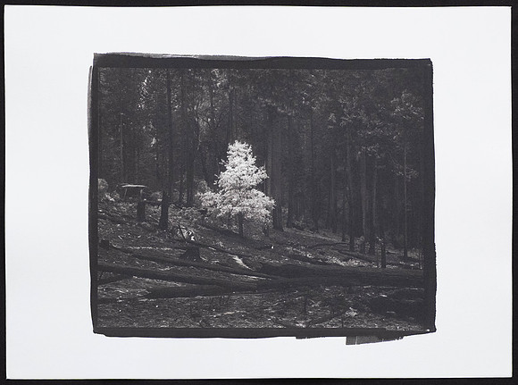 Survivor  - Platinum Palladium Print with an 8x10 film negative