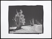 Bristlecones - Platinum Palladium Print with an 8x10 film negative