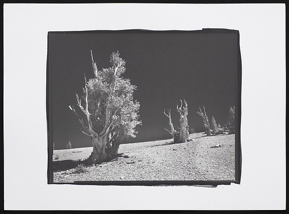 Bristlecones - Platinum Palladium Print with an 8x10 film negative