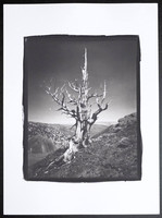 The Trident Tree  - Platinum Palladium Print with an 8x10 film negative