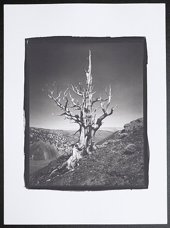 The Trident Tree  - Platinum Palladium Print with an 8x10 film negative