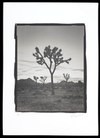 Joshua Tree Sunrise - Platinum Palladium Print with an 8x10 film negative