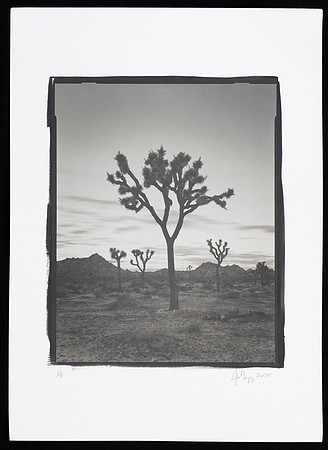 Joshua Tree Sunrise - Platinum Palladium Print with an 8x10 film negative