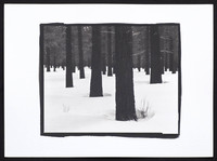 Tree Trunks - Platinum Palladium Print with an 8x10 film negative