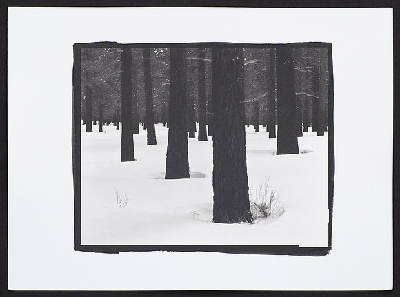 Tree Trunks - Platinum Palladium Print with an 8x10 film negative