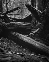 Redwoods