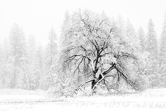 Oak Tree, Yosemite Valley