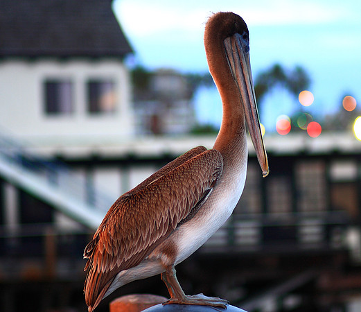 Redondo Beach Pier