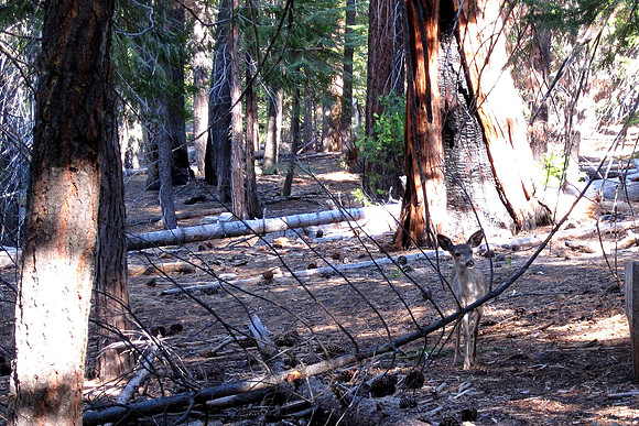 Half Dome Hike