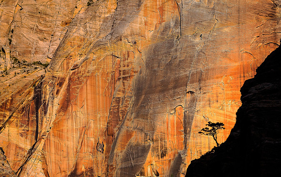 Lone Tree, Zion National Park