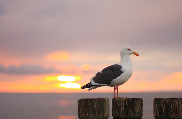 Redondo Beach Pier