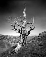 Ancient Bristlecone Pines